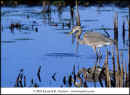 02-kra201023-22-Grt-Blue-Heron sml drps-web.jpg (44676 bytes)