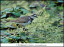 08-kra201036-34-Killdeer-web.jpg (45037 bytes)