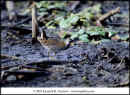 kra201037-31-Rail-Sora-web.jpg (45509 bytes)