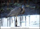 kra201038-14 Grt Blue Heron web.jpg (47151 bytes)