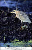 kra201045-06 Green Heron w fish-web.jpg (41799 bytes)