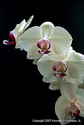 kra205005-28 3 Wht Orchids1
