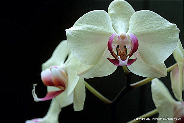 kra205006-18 3 Wht Orchids4