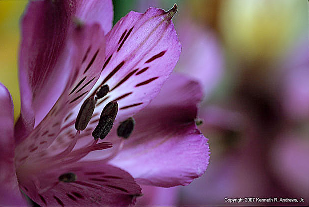 kra205007-04-Purple Lily