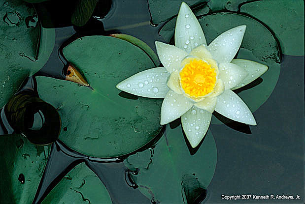 kra205008-13- Water Lily1