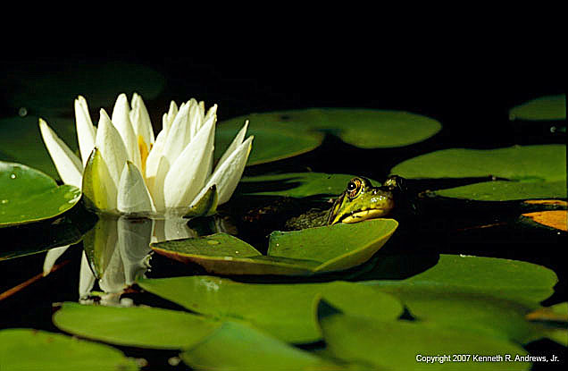 kra205011-09-Frog on Lily pad-2