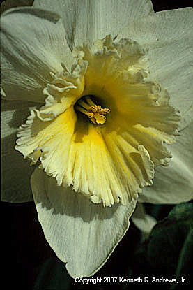 kra207008-34-Daffodil-Bq-1