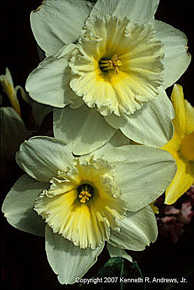kra207008-35-Daffodil-Bq-2