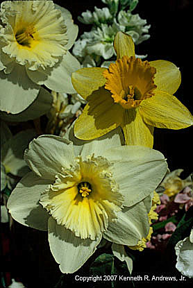kra207008-36-Daffodil-Bq-3