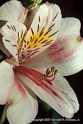 kra207011-36-lily-bouquet-5