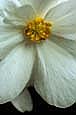 kra204072-33 Wht Begonia