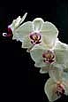 kra205005-28 3 Wht Orchids1