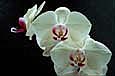 kra205006-06 3 Wht Orchids2