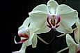 kra205006-18 3 Wht Orchids4