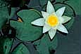 kra205008-13- Water Lily1