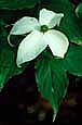 kra205008-36 Single Dogwood Blossum