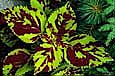 kra205011-21-Coleus-1