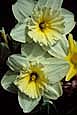 kra207008-35-Daffodil-Bq-2