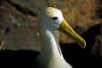 kra200013-36-Waved-Albatross