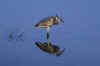 kra199007-06 Heron Sq 1 CC1H-WEB.jpg (46173 bytes)