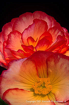 KRA203035-19-Pnk+wht Begonia at sunset1