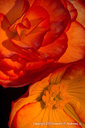 kra203035-34-Pnk+Wht Begonia4