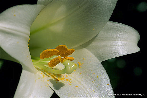 kra203055-02-White Lilly