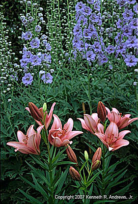 kra203056-02-Lily pink