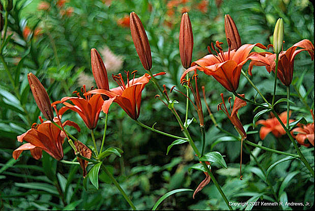 kra203057-02-Red Lily in row