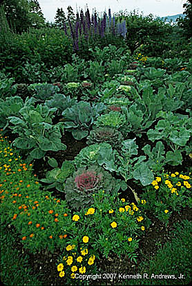 kra203057-26-Triangle Garden