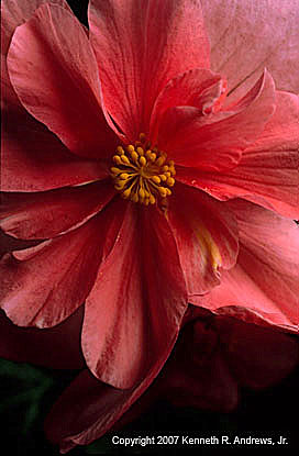 kra204072-29 Red Begonia