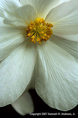kra204072-33 Wht Begonia