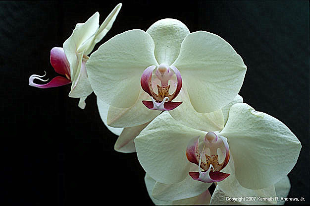 kra205006-06 3 Wht Orchids2