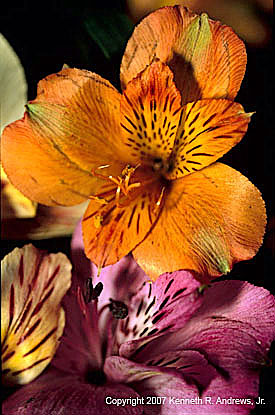 kra205007-18 Org + Purple Lily