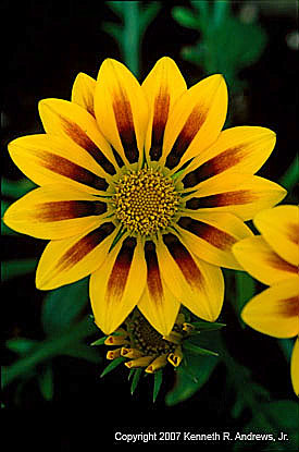 kra205008-21 Twin Yel-Red mums2
