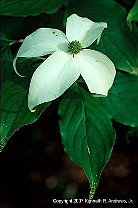 kra205008-36 Single Dogwood Blossum