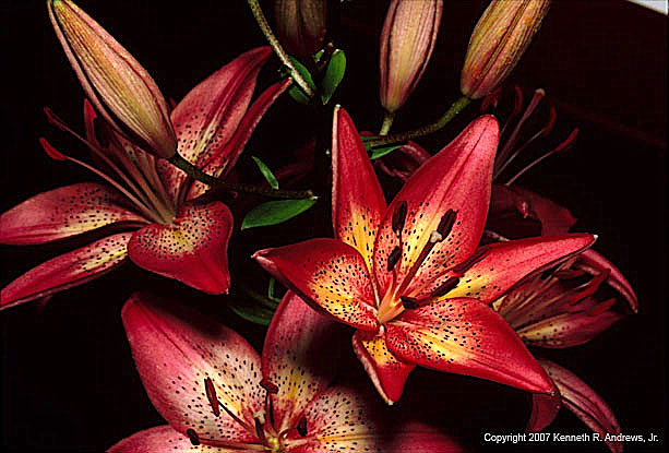 kra205009-03-TH-Lily12