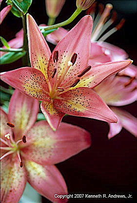 kra205009-07-TH-Lily1