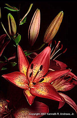 kra205009-10-TH-Lily2