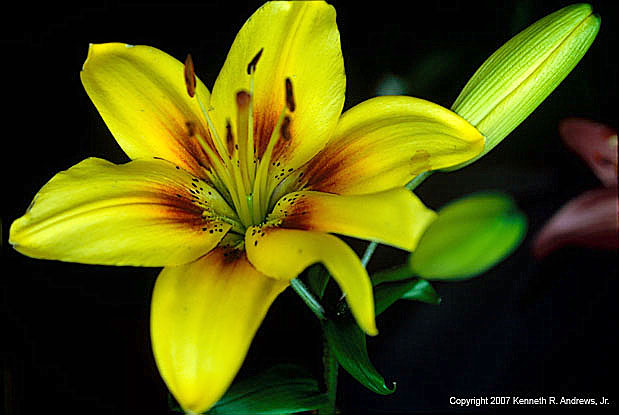 kra205009-14-TH-Lily3