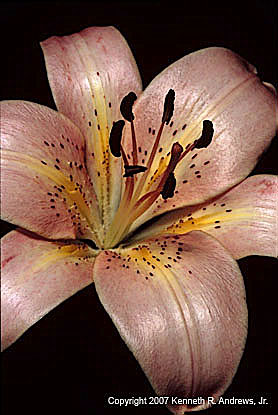 kra205009-26-TH-Lily10