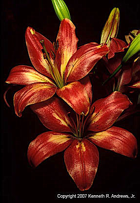 kra205009-30-TH-Lily5