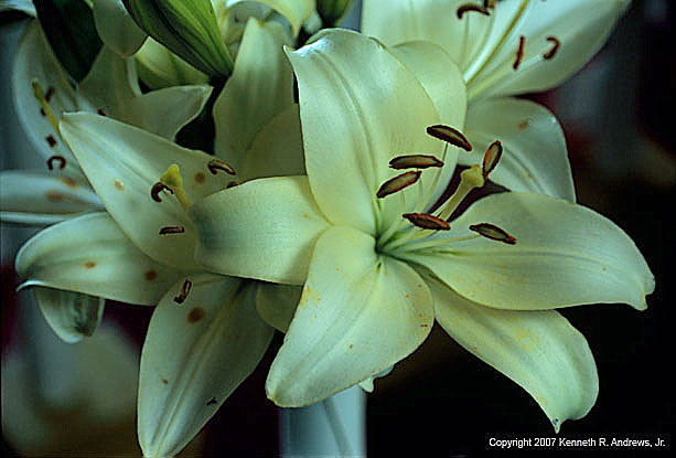 kra205009-36-TH-Lily9