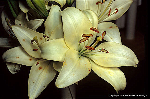 kra205010-02-TH Lily9