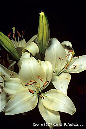 kra205010-04-TH-Lily6