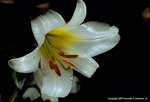 kra205010-07-TH-Lily7