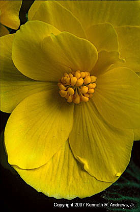 kra205011-19-Dbl Yel Begonia-4