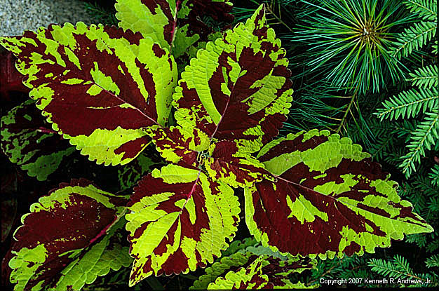 kra205011-21-Coleus-1