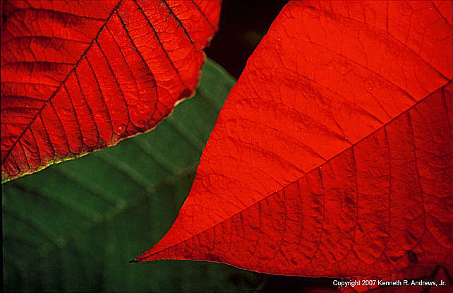 kra205032-36-Poinsetta3