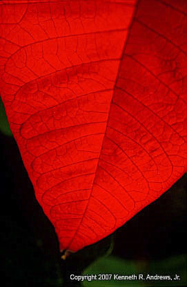 kra205035-23-Poinsetta-1